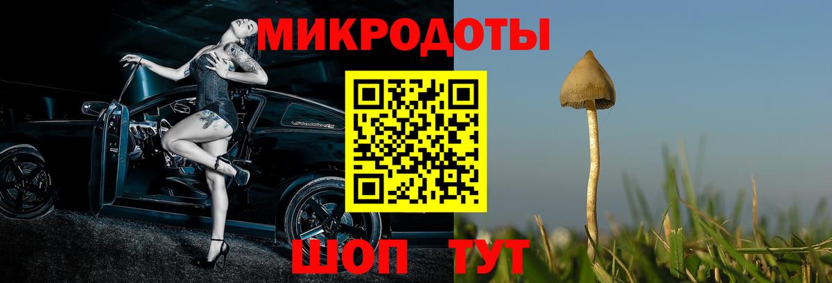 Галлюциногенные грибы Psilocybine cubensis Холмск